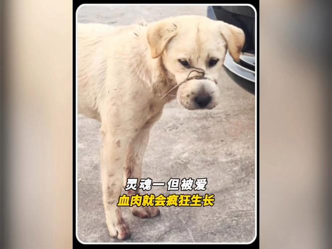 流浪犬进教室被打死，流浪犬误入教室被学生打死，校园安全与动物保护之间的冲突
