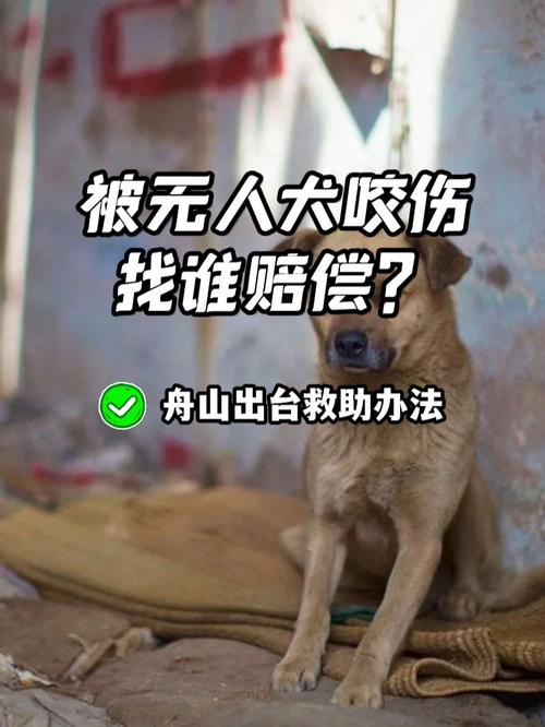 流浪犬进教室被打死，流浪犬误入教室被学生打死，校园安全与动物保护之间的冲突