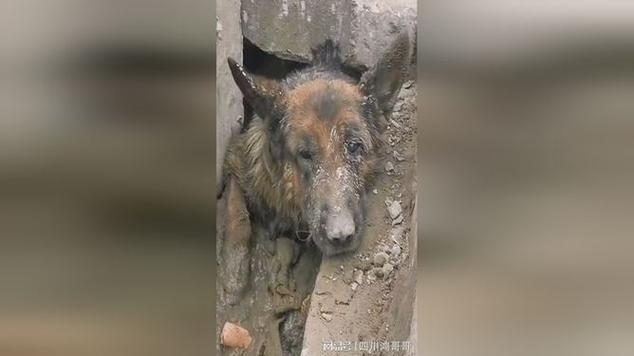 流浪犬进教室被打死，流浪犬误入教室遭殴打致死，校园安全与动物权益的冲突