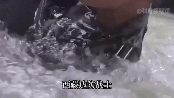西藏自驾遭两狼夹击，西藏自驾遇险记，两狼夹击下的惊魂之旅