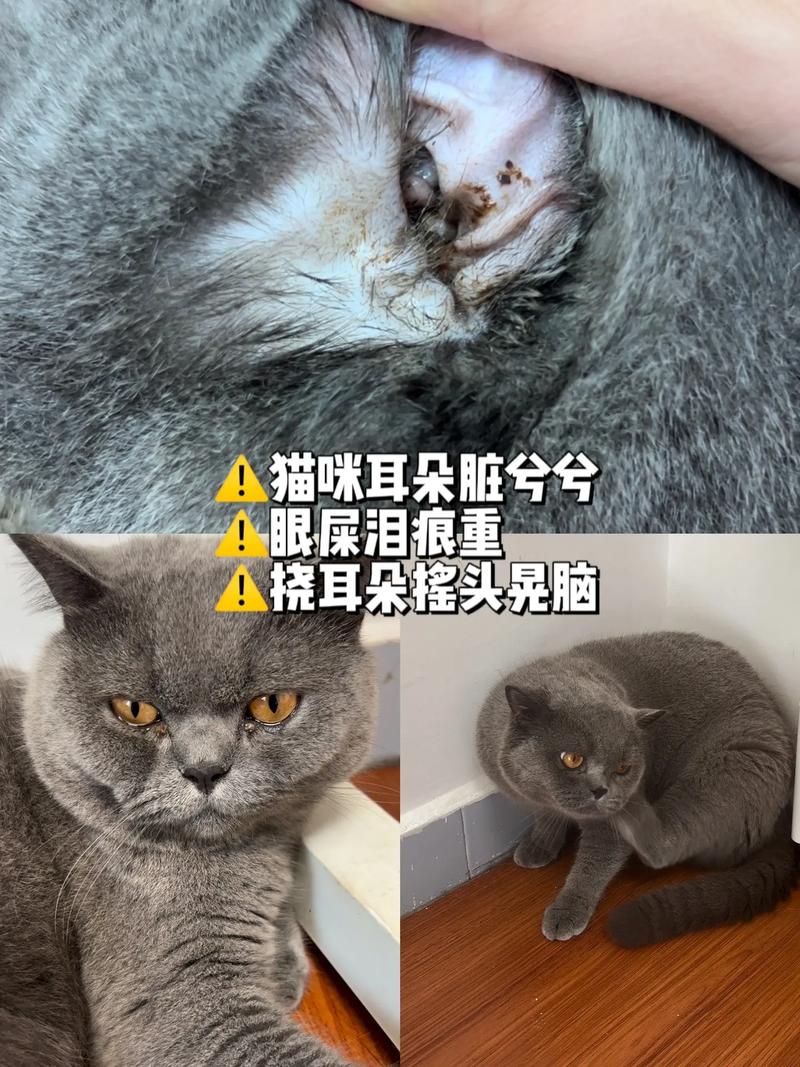 耳中取出活体猫螨虫，惊恐！耳中取出活体猫螨虫，宠物健康问题不容忽视！