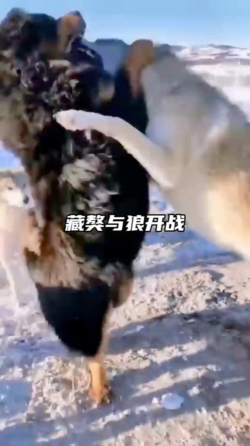 西藏自驾遭两狼夹击，西藏自驾遇险记，两狼夹击下的惊魂之旅