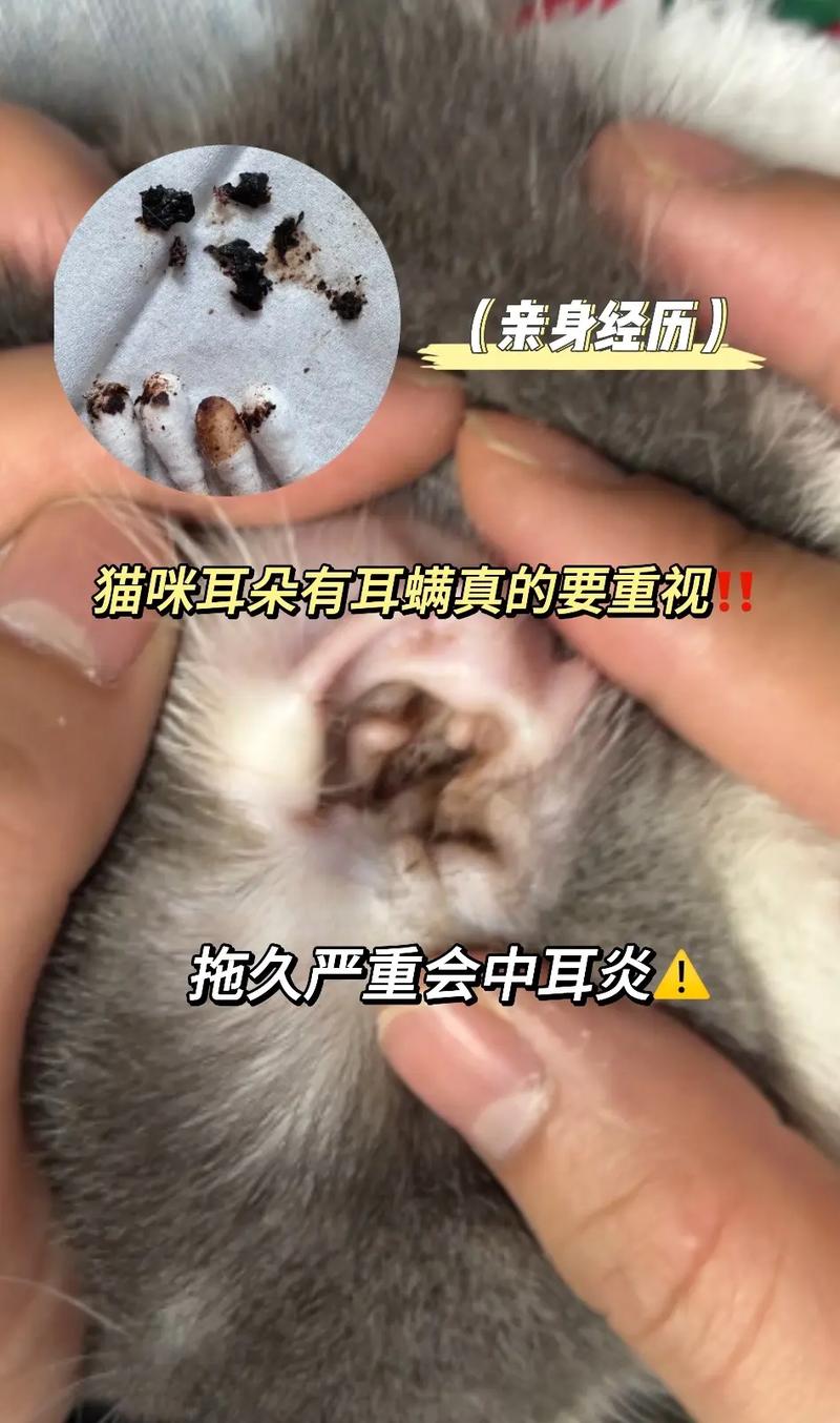 耳中取出活体猫螨虫，惊恐！耳中取出活体猫螨虫，宠物健康不容忽视
